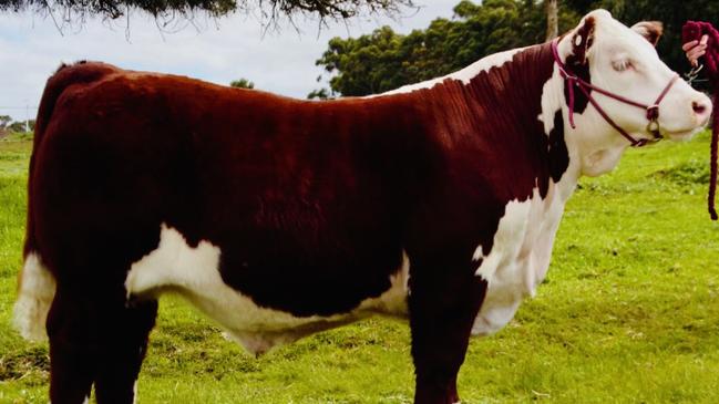 The steer that came fourth in the Adelaide Show last year.