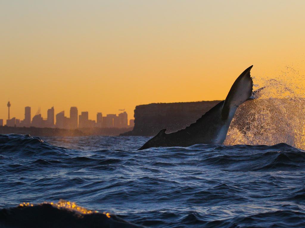 whale breaching sunset