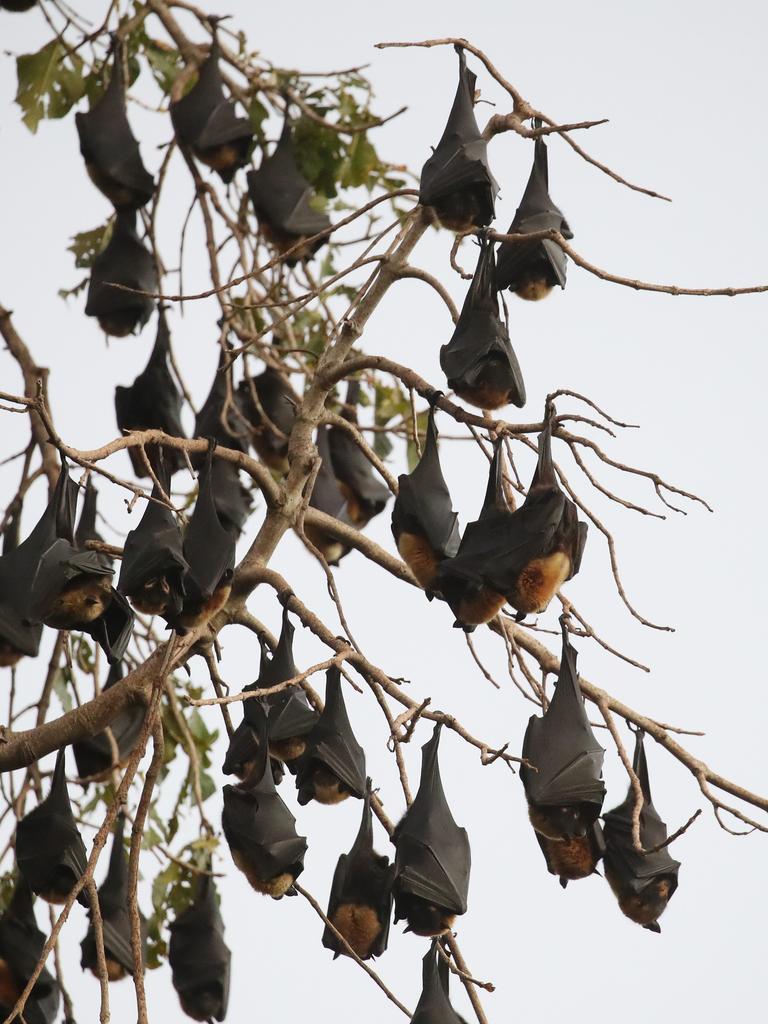 There were estimated to be up to 320,000 flying foxers roosting near Commissioners Gully at one stage earlier this year, but now they are disappearing. PICTURE: BRENDAN RADKE