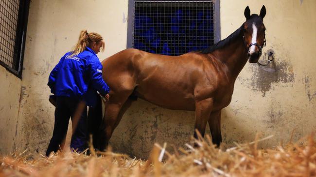 Hartnell is prepared for early morning trackwork at Godolphin at Agnes Banks. Picture: Mark Evans