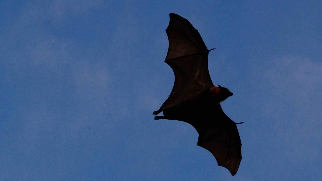 China discovers new bat coronavirus