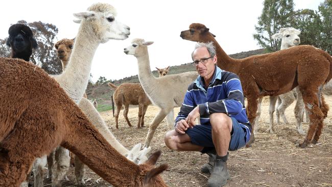 Hills alpaca breeder, Trevor Drogemuller, and some of his female alpacas. Trevor's property was impacted by the Cudlee Creek fires, and they're trying to rebuild, having lost several of their breeding males, as well as fences and other property. Picture: Dean Martin