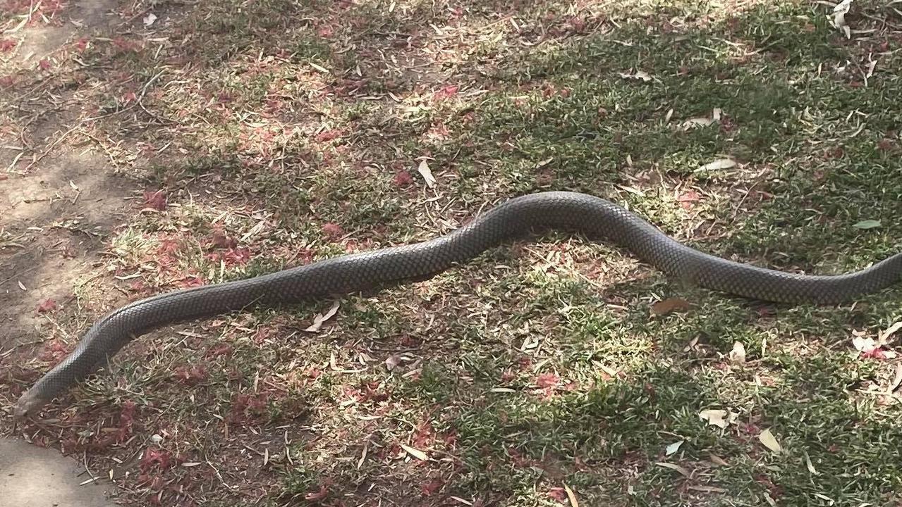 Rachel Chubb spotted this brown snake lurking in her front yard at Veteran this week.
