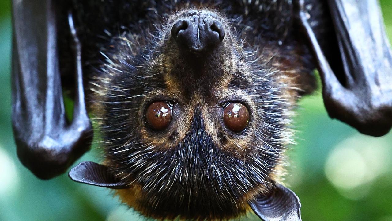 Queenslanders are being urged not to touch or handle bats that may have fallen from trees, even if they are injured, to avoid becoming infected with Australian bat lyssavirus. Picture: Brendan Radke