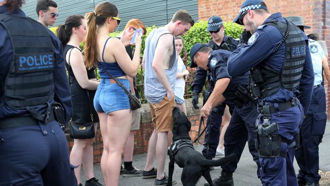 Police sniffer dogs check the incoming crowd for drugs at this year’s Stereosonic festival in Brisbane’s Showgrounds.