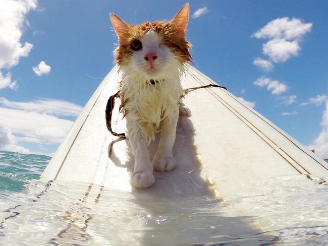 PIC FROM CATERS NEWS - (PICTURED: Kuli, the cat out for a surf) - Surfs up for this floating feline! A cat has been seen out in the surf, riding on the backs of its owners. Nankuli, known as Kuli, the cat, from Honolulu, Hawaii, has been surfing with owners Alexandra Gomez and Krista Littleton for over a year after they rescued the on-eyed moggy. Kuli, whose name means to look blind, was adopted weighing only one pound, but has gone on to become an expert in riding the waves. SEE CATERS COPY.