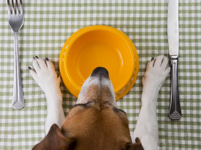 Doggie bolognese and other hacks to save cash on pet food