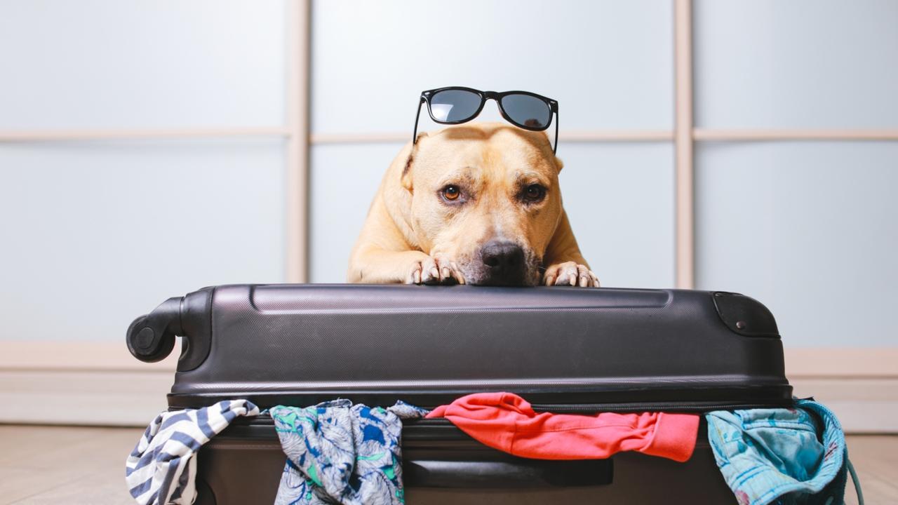 Doc Holiday: Where can I go on holiday with my dog? | escape.com.au