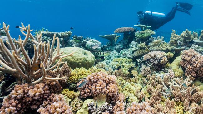 The federal government’s lead reef protection agency has discovered significant bleaching on three reefs in the far north of the Great Barrier Reef. Picture: Supplied