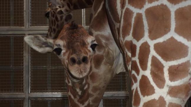 Baby giraffe. Picture: Facebook/Fresno Chaffee Zoo