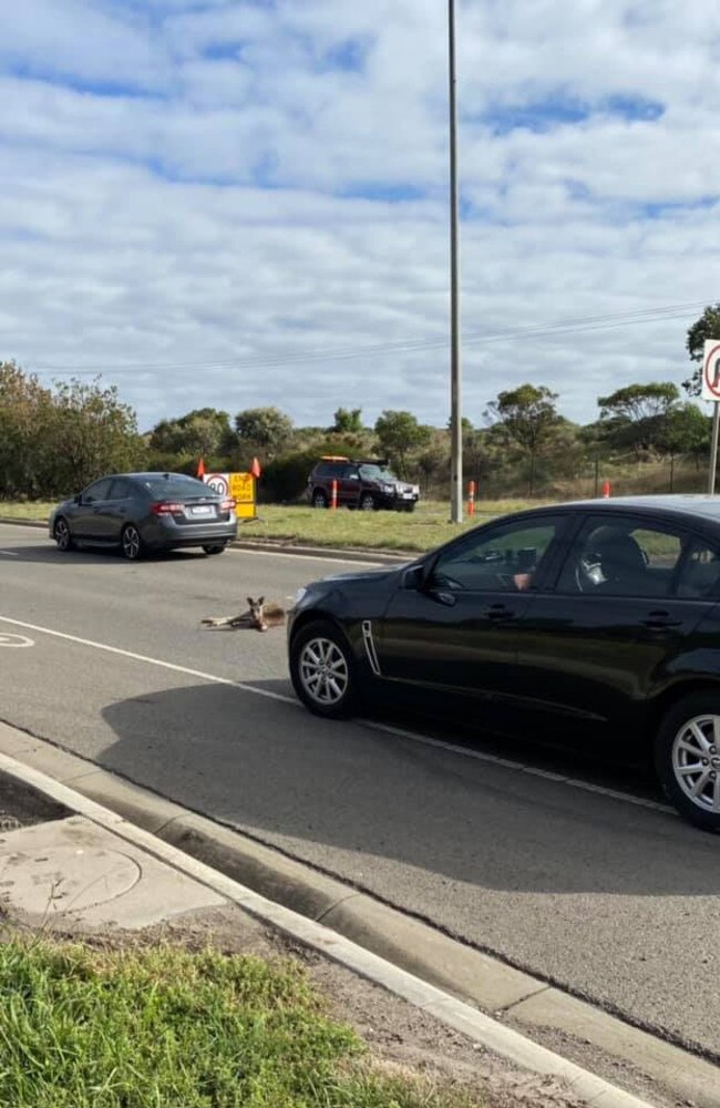 Ms Severi fears more incidents like this one if the council develops ‘the only small space these roos have left’. Picture: Supplied