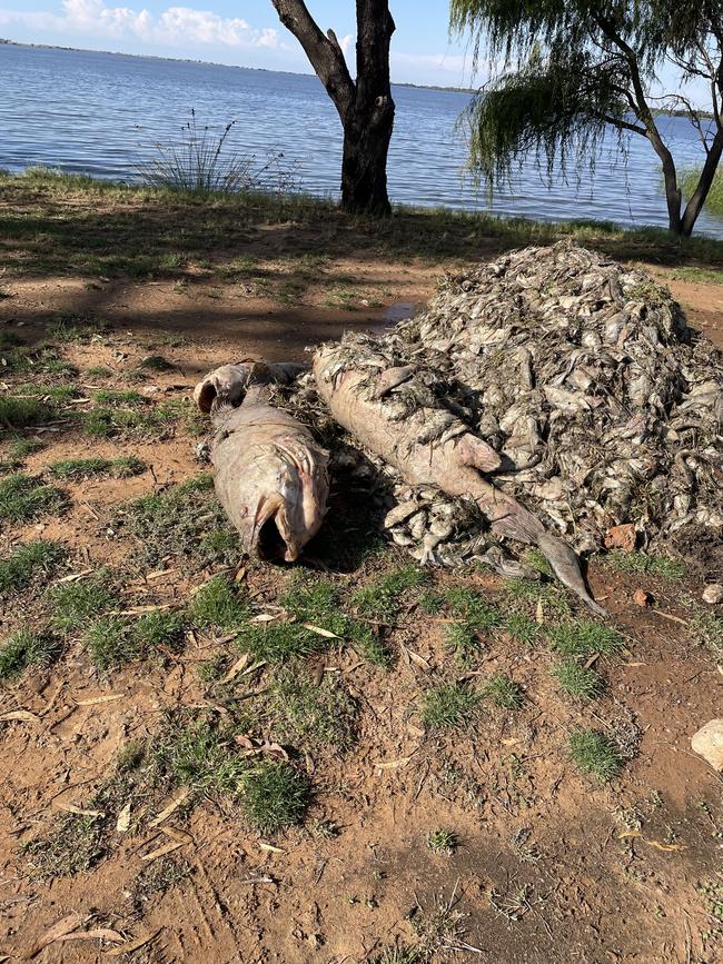 Metre long Murray Cod rot within a pile of fish dragged out of Kangaroo Lake.