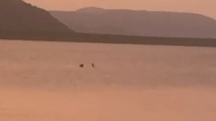 People have been captured on video swimming near Cairns Esplanade. Picture: Supplied.