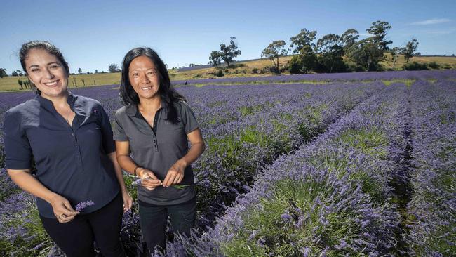 Essential Oils of Tasmania, Technical and Quality Manager Clare McEldowney and Farm Supervisor Daphine Ong in a field of lavender at Margate. Picture: Chris Kidd