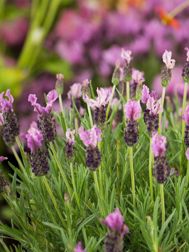 'Lilac Lace'.