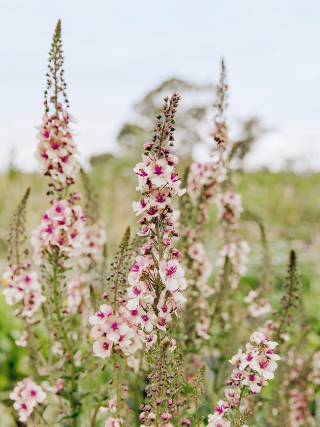 Verbascum Southern Charm. Picture: Christopher Morrison