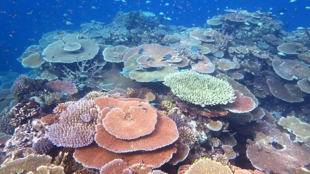 A picture from the Australian Institute of Marine Science’s annual survey of the reef shows vibrant coral and plenty of fish live.