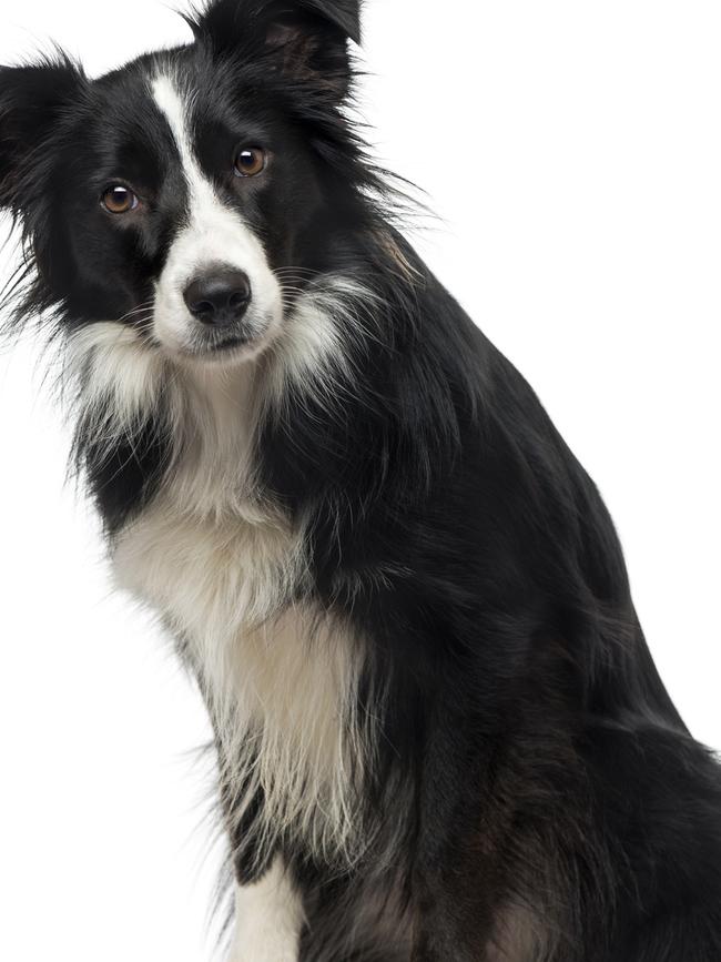 Border collies were also a popular breed.