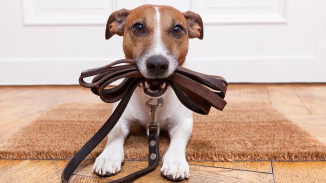 Animal experts are recommending Victorians keep their furry friends on a leash this Summer. Picture: Supplied