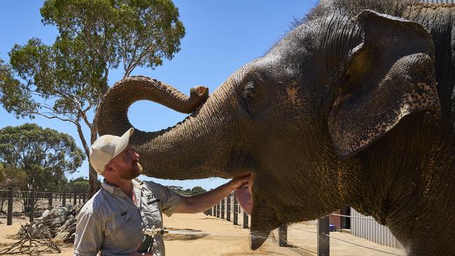 Senior elephant keeper, Odin Neil from Auckland Zoo with Burma the elephant at Monarto Safari Park. Picture: Matt Loxton