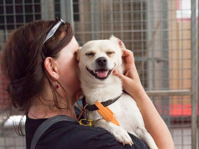 Rescue dog held in an animal shelter on May 15, 2022.