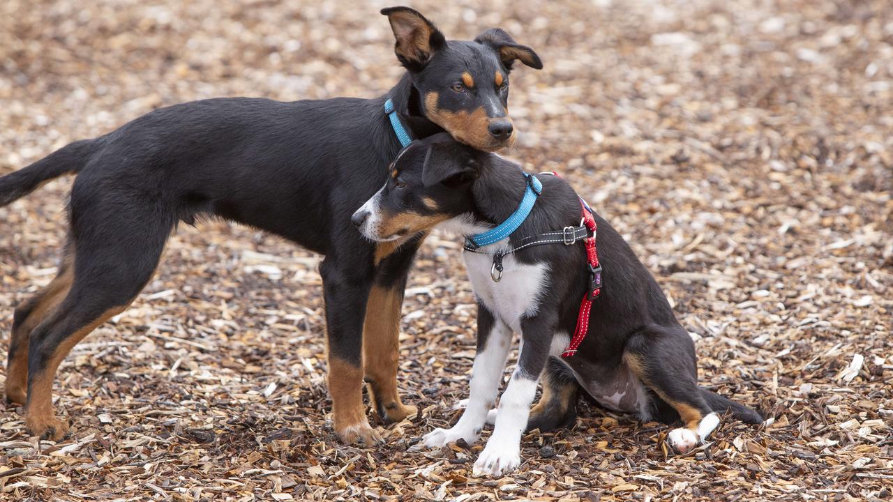 Two of the surrendered kelpies, Cyrus and Serena. Picture: Brett Hartwig