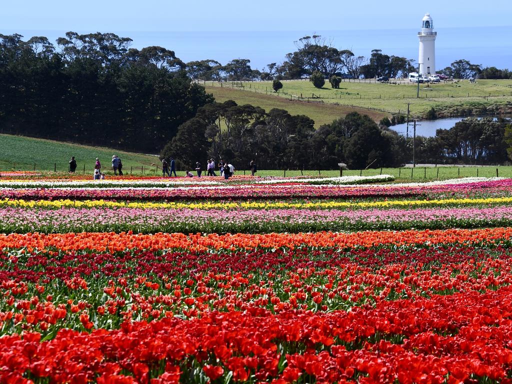 Tulips at Table Cape Lighthouse. Picture: Leigh Patterson Your Focus on Tasmania ***ONE TIME USE ONLY***