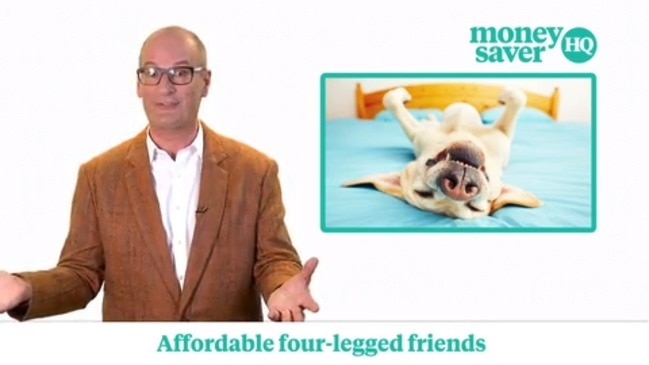 David Koch - designer dog versus affordable friend