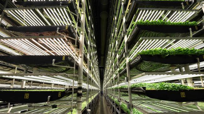 AeroFarms' vertical grow towers on February 19, 2019, in Newark, New Jersey. - AeroFarms, founded in 2004, is the largest vertical farm in the world. The company is considered a pioneer of the sector. It has chosen to fully develop its own technologies which it exports around the world, with projects in China, the Middle East and Northern Europe, according to its co-founder Marc Oshima. (Photo by Angela Weiss / AFP) / TO GO WITH AFP STORY by Juliette MICHEL, "How I found the taste of my grandmother's soup in a salad factory"