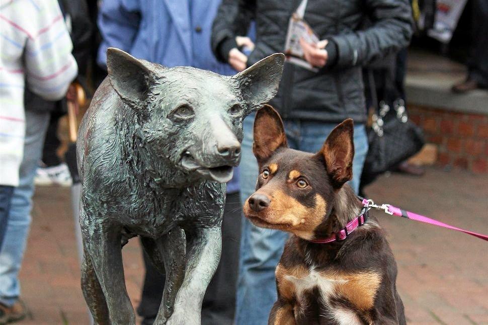 Fund A Bronze Kelpie Statue For Bonalbo 