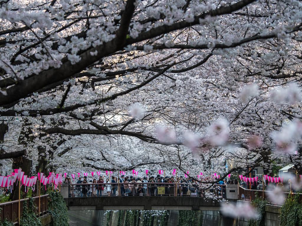 Visitors cross a bridge as cherry blossom hangs over the Meguro River in Nakameguro on March 26, 2018 in Tokyo, Japan. The Japanese have a long-held tradition of enjoying the blooming of cherry blossoms. The blossom is deeply symbolic, it only lasts for around one week and marks the beginning of spring. It is claimed that the short-lived existence of the blossom taps into a long-held appreciation of the beauty of the fleeting nature of life, as echoed across the nationÃ•s cultural heritage. Picture: Getty Images