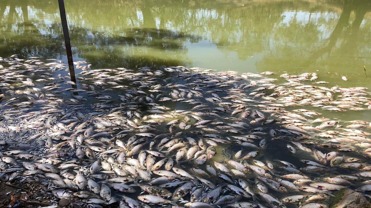 Menindee Fish Kill