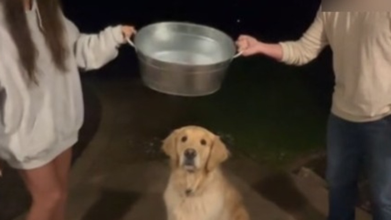 Another video shows two people with a large bucket of water, laughing as they pour the water on the dog. Picture: TikTok