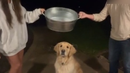 Another video shows two people with a large bucket of water, laughing as they pour the water on the dog. Picture: TikTok