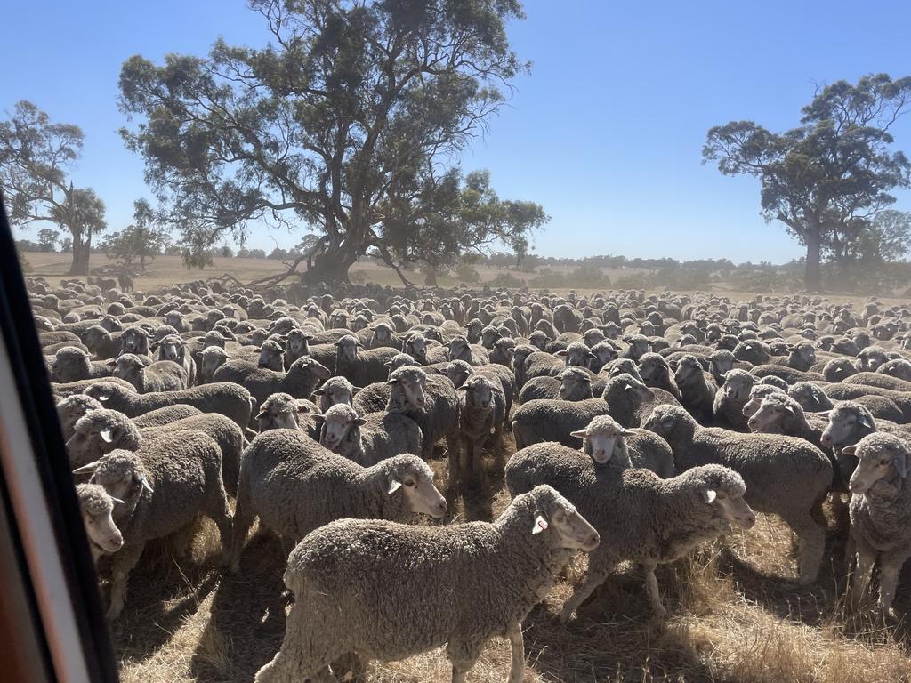 Water craters are now starting to deliver for livestock in drought-affected areas. Picture: Supplied