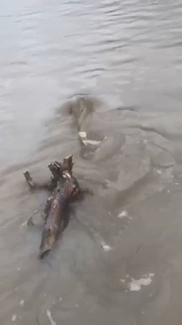 Fish swimming across Gold Coast road in wet weather