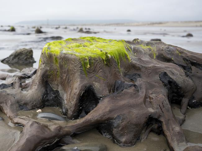 BORTH, WALES - MAY 24: A close-up view of a petrified ancient tree on May 24, 2019 in Borth, Wales. A prehistoric forest which was buried under water and sand more than 4,500 years ago has been uncovered on the beach between Ynys-las and Borth in mid-Wales. The forest has become associated with the myth of a sunken civilization, known as Cantrer Gwaelod, or or the Sunken Hundred, and devotees believe the area was a once-fertile land and township stretching for 20 miles. The remains of the forest's trees, preserved in the local peat, have been exposed by low tides and high winds from the recent Storm Hannah. (Photo by Matthew Horwood/Getty Images)