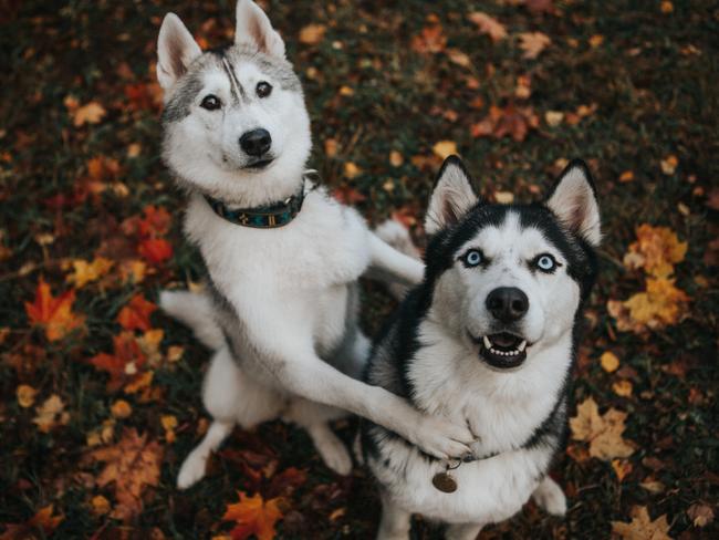 Siberian huskies need to regularly burn off excess energy. Picture: iStock