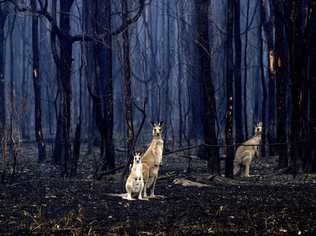 DEVASTATION: Kangaroos in the bush after a fire near New Italy in 2002.  All fire photos The Northern Star Archives