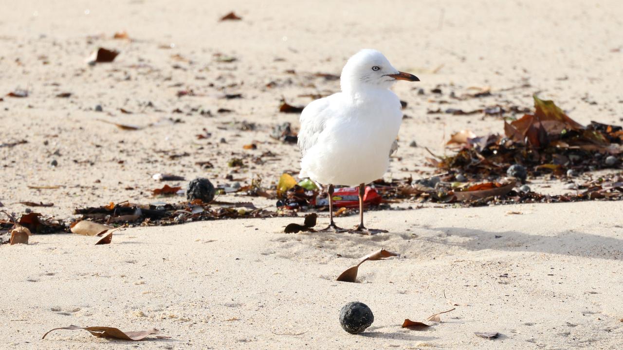 Tar balls are dangerous to humans. Picture: NewsWire/Damian Shaw