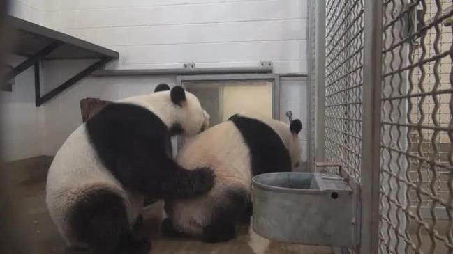 Adelaide Zoo giant panda introductions