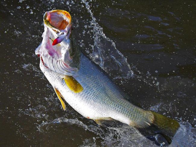 NT News will release the Million Dollar Fish magazine tomorrow full of tips to give you the best chance of catching a prize barra.