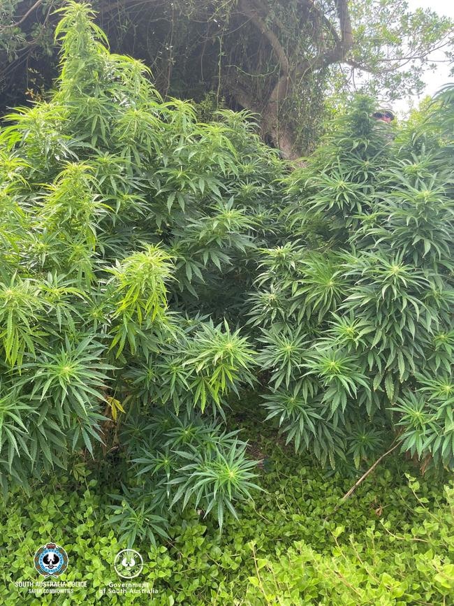 Police allege they uncovered cannabis plants ranging in size from 1-3m tall in the Coorong region.