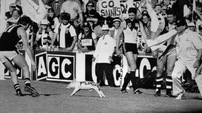 Plugga the Pig was hard to catch at the SCG. Pic: Steve Cooper