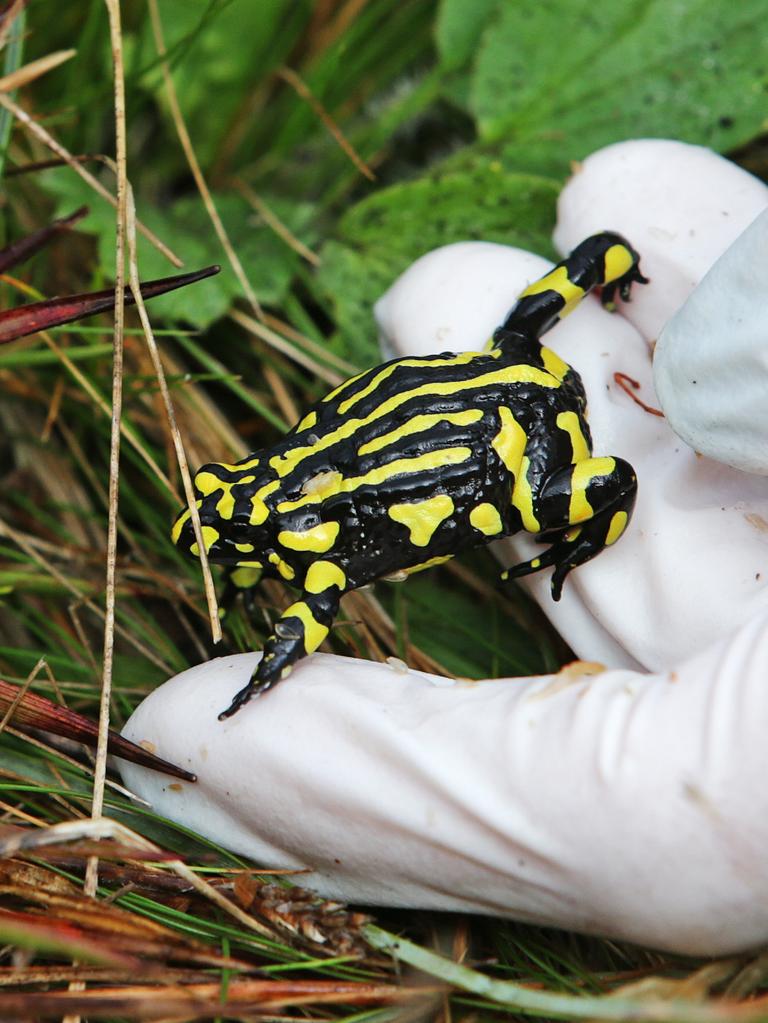 Northern Corroboree frogs are critically endangered. Picture: Toby Zerna