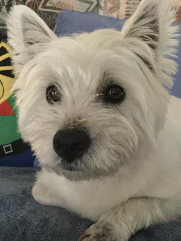 Fraser the west highland terrier, submitted by Lesley Edwards from Bonner