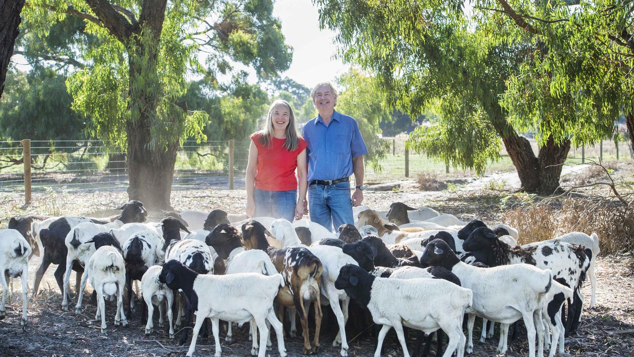 Colin and Meredith Walker with their sheep at Coolibah Persian Sheep Stud on the Mornington Peninsula. Picture: Zoe Phillips