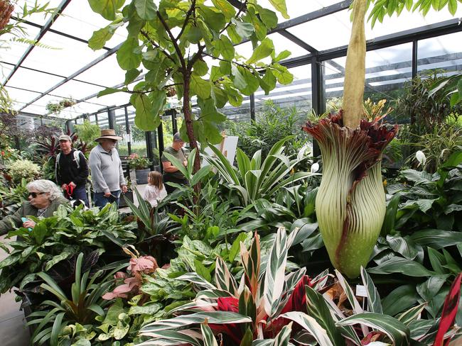 The corpse flower is closing but there is still a steady stream of visitors taking a look. Picture: Alan Barber