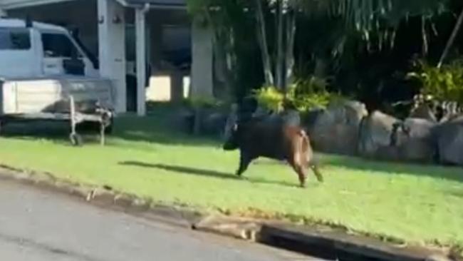 The wild pig was seen going up driveways and caravans.