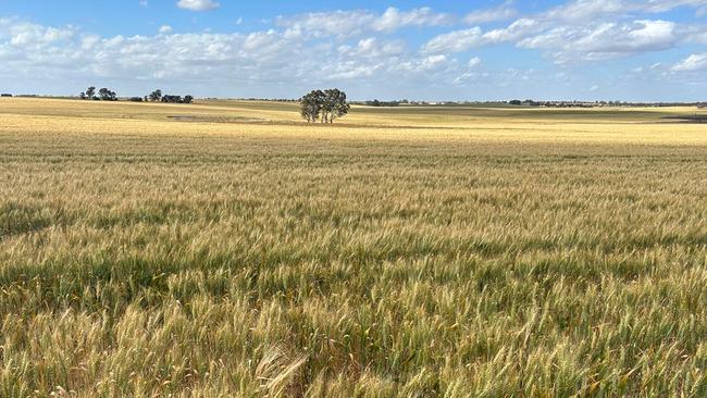 A 417.68ha Wimmera cropping farm at Gerang Gerung was passed in through auction last week.